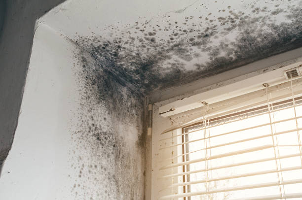Affordable Mold Remediation solutions in Falls Church, VA